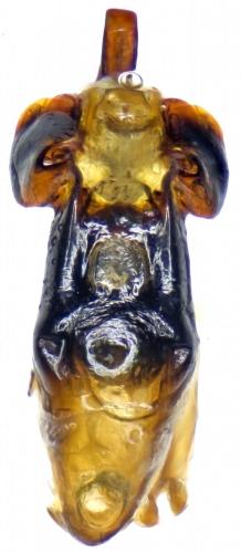 Cryptocephalus cyanipes